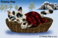 Timmy Pop